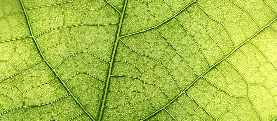 Varices y hemorroides