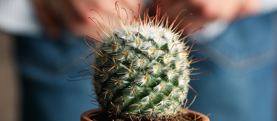 Cactus-sostenido-delante-de-un-hombre-en-vaqueros-