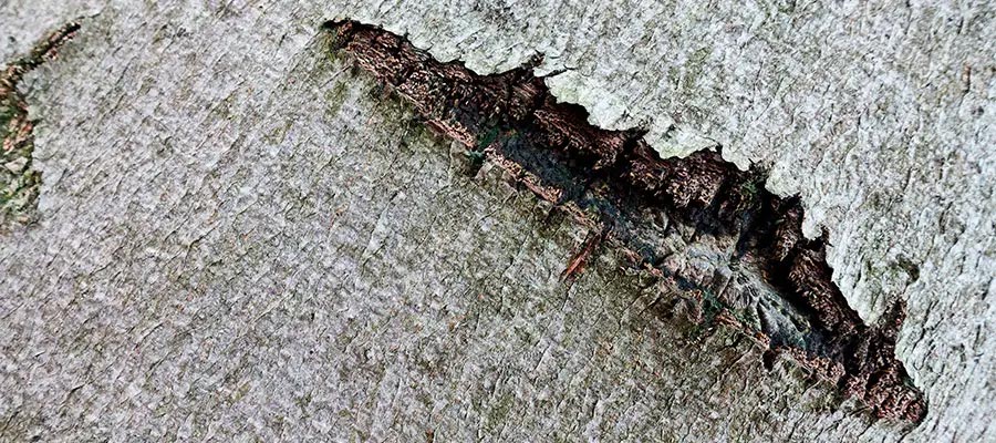 Recomendaciones para ayudar a cicatrizar las fisuras anales