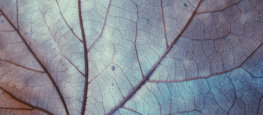 Venas de una hoja
